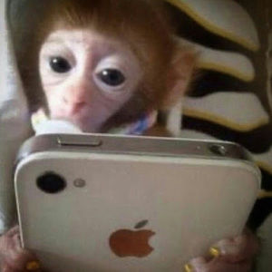 Meet your Posher, Link